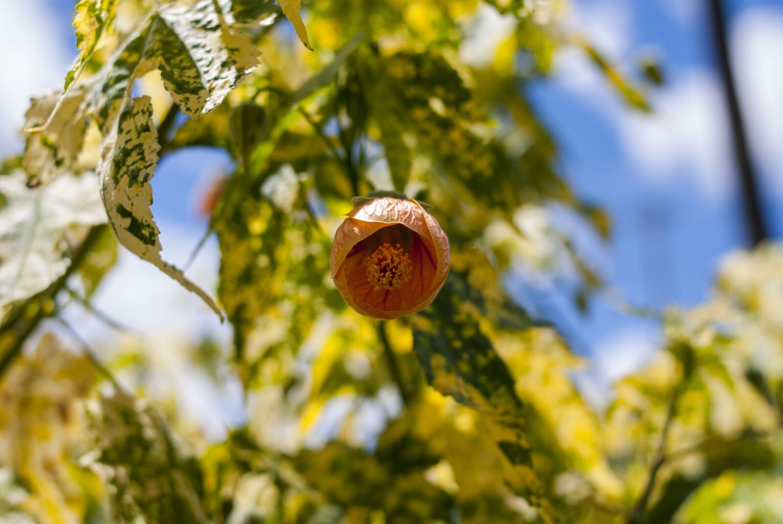 Nikon D60 sample photo. Nature, leaf, tree photography