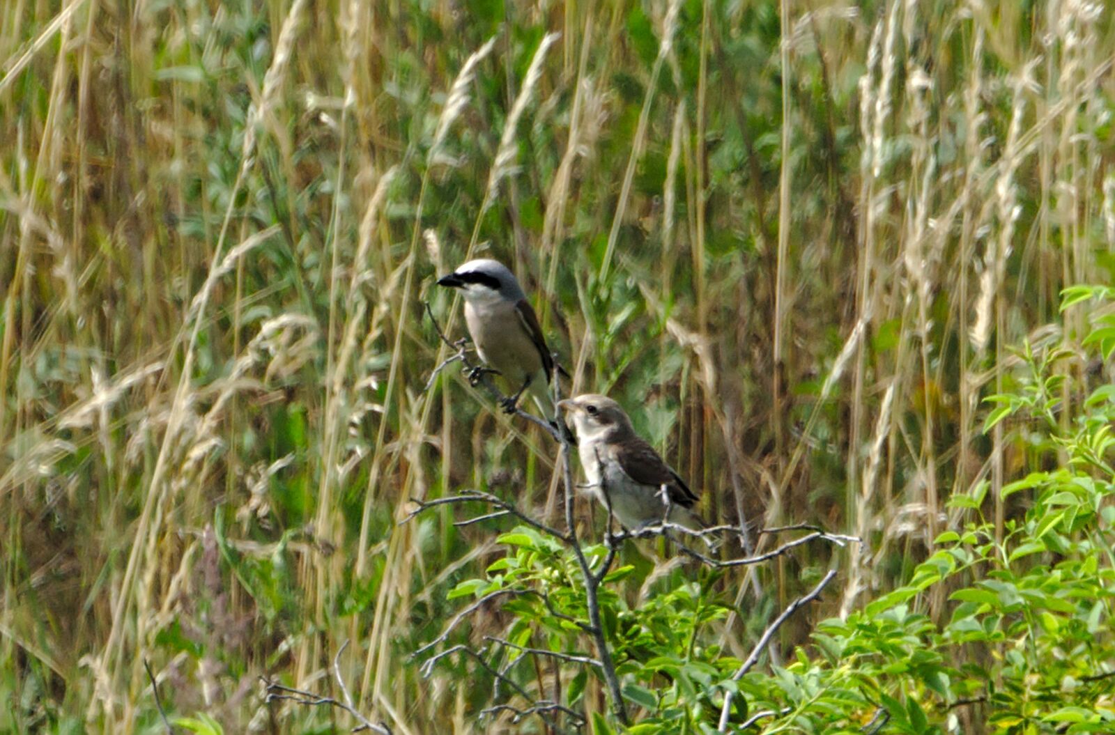 Sony a6000 + Sony FE 70-300mm F4.5-5.6 G OSS sample photo. Nine-killer, redback shrike, young photography