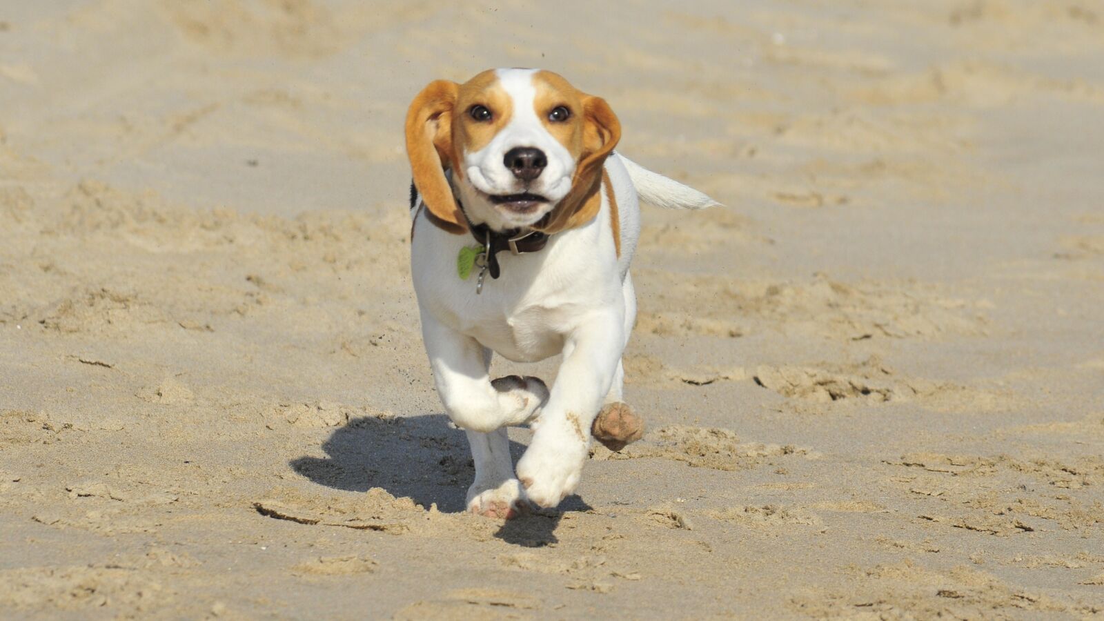 Nikon D300 sample photo. Pet, animal, puppy photography