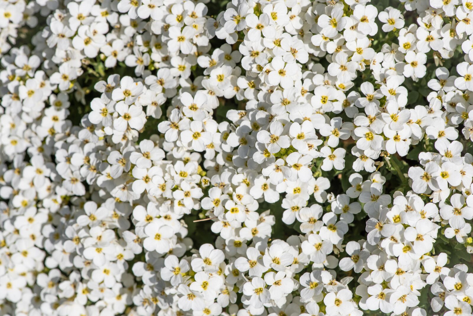 Nikon D750 sample photo. Cushion flowers, white, bloom photography