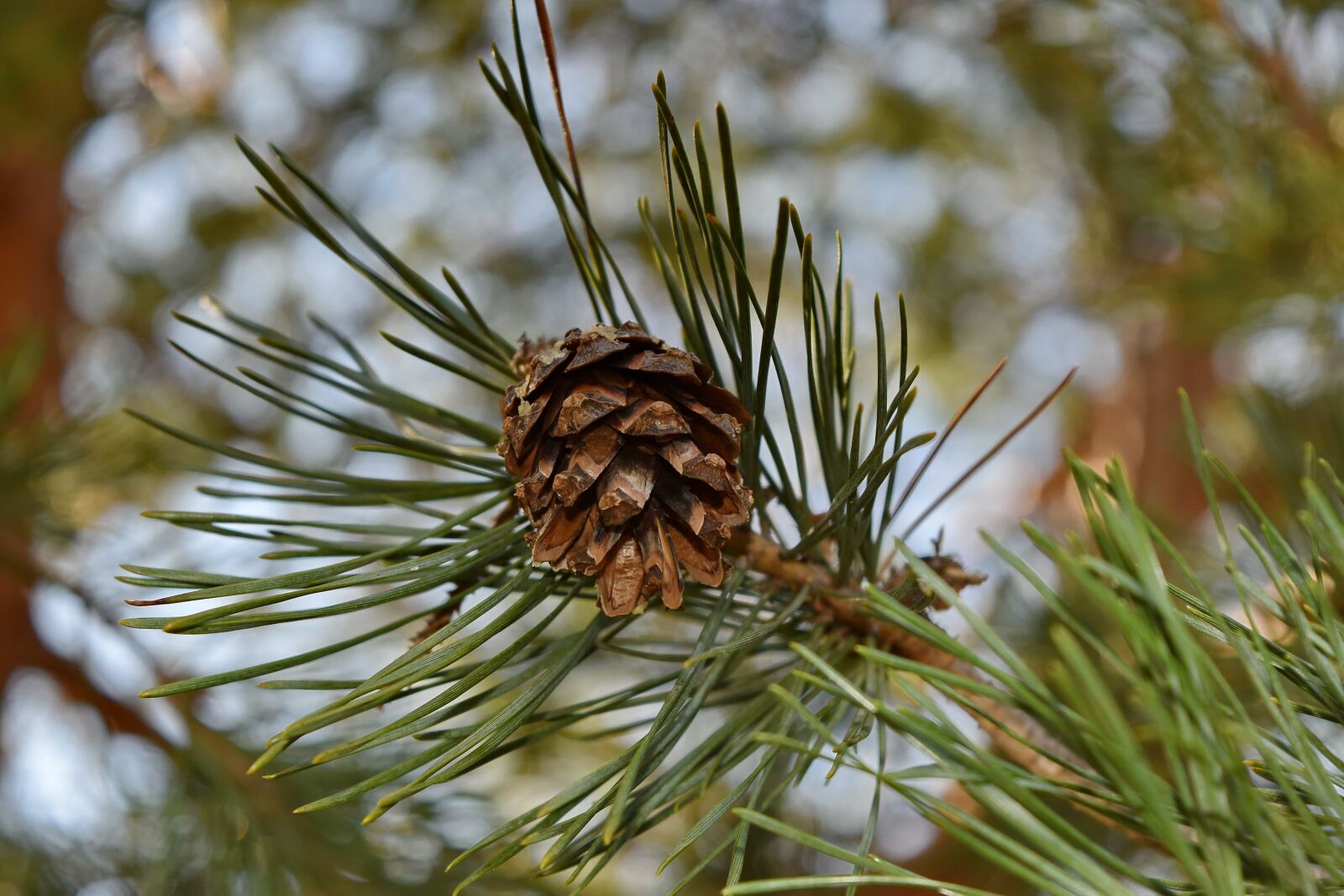 Nikon D5500 sample photo. Evergreen, tree, pine, cone photography