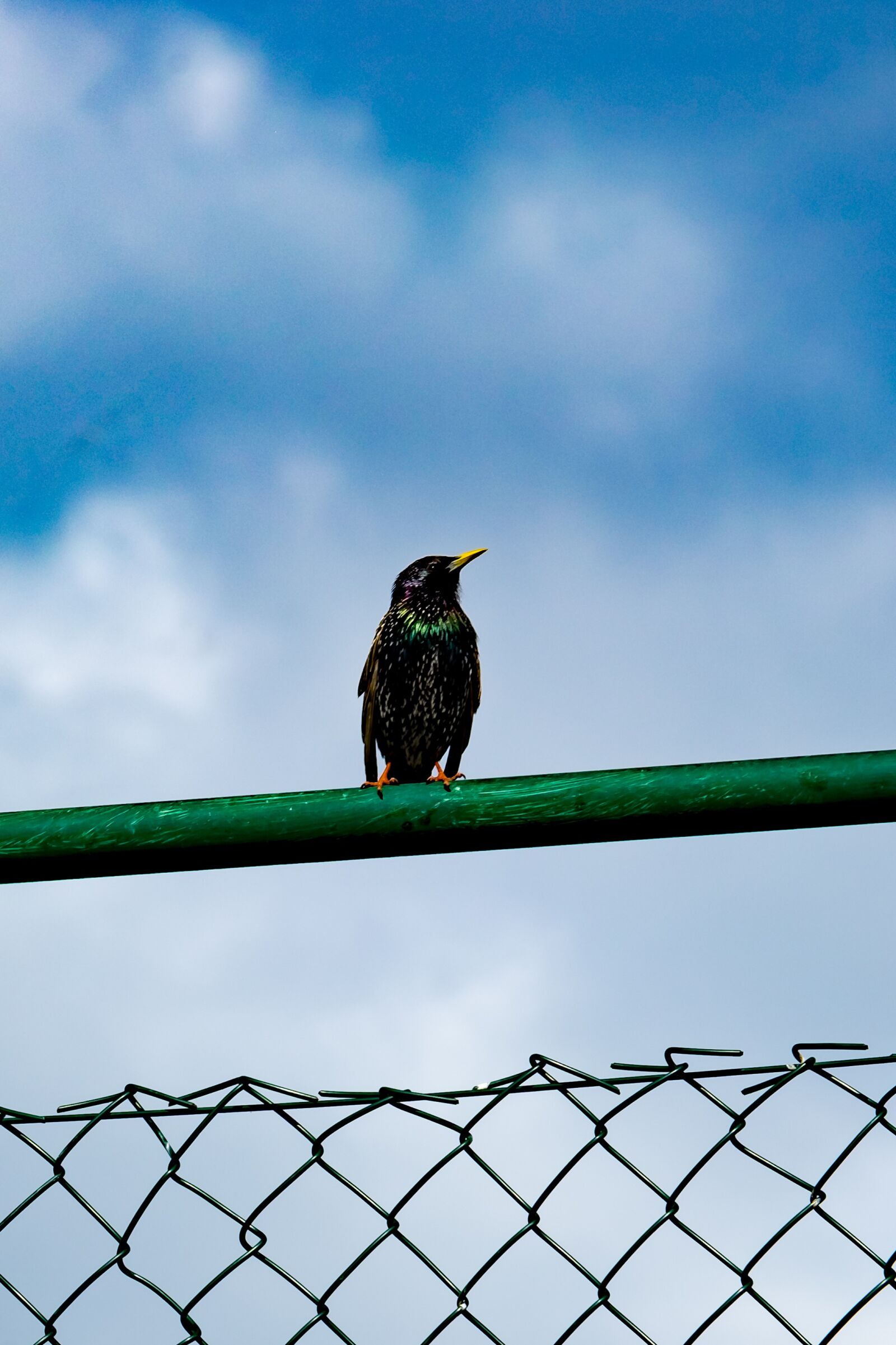 Fujifilm XF 55-200mm F3.5-4.8 R LM OIS sample photo. Starling, bird, sitting photography