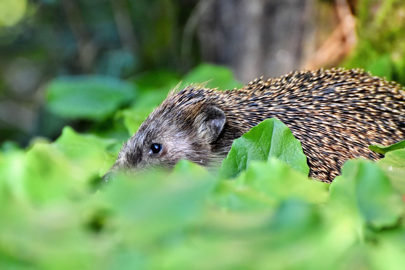 Nikon D7200 sample photo. Hedgehog, spur, hannah photography