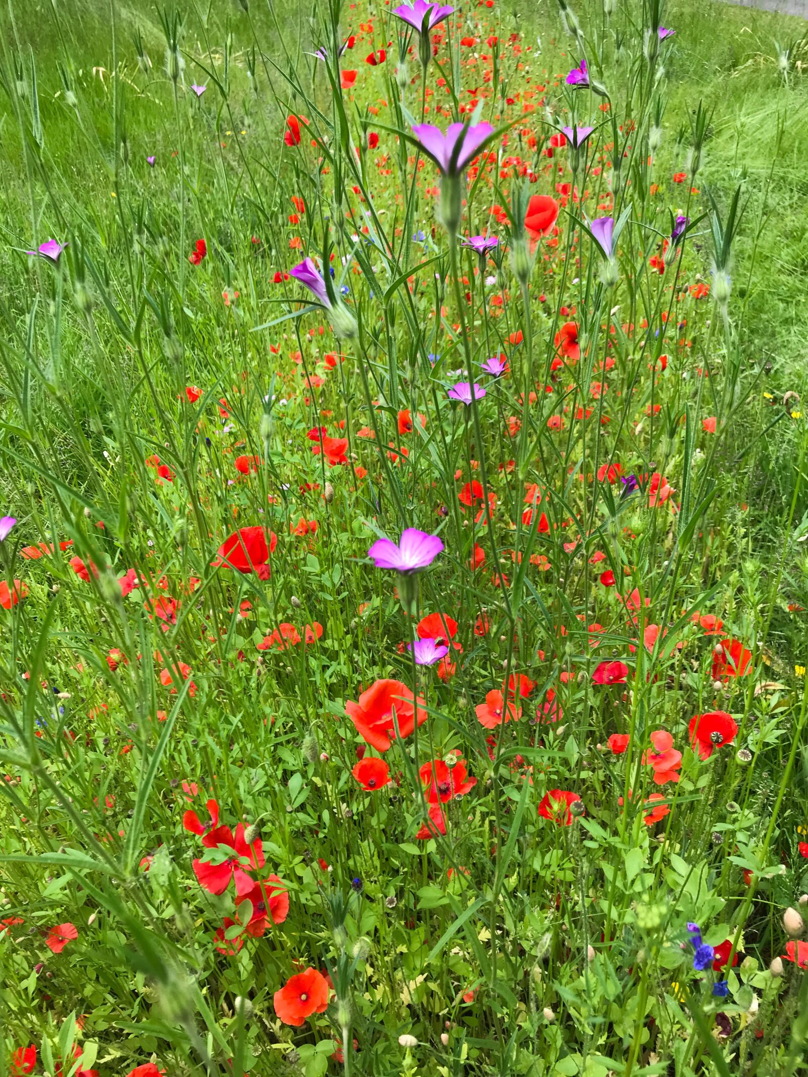 iPhone 7 back camera 3.99mm f/1.8 sample photo. Poppies, flower meadow, flowers photography