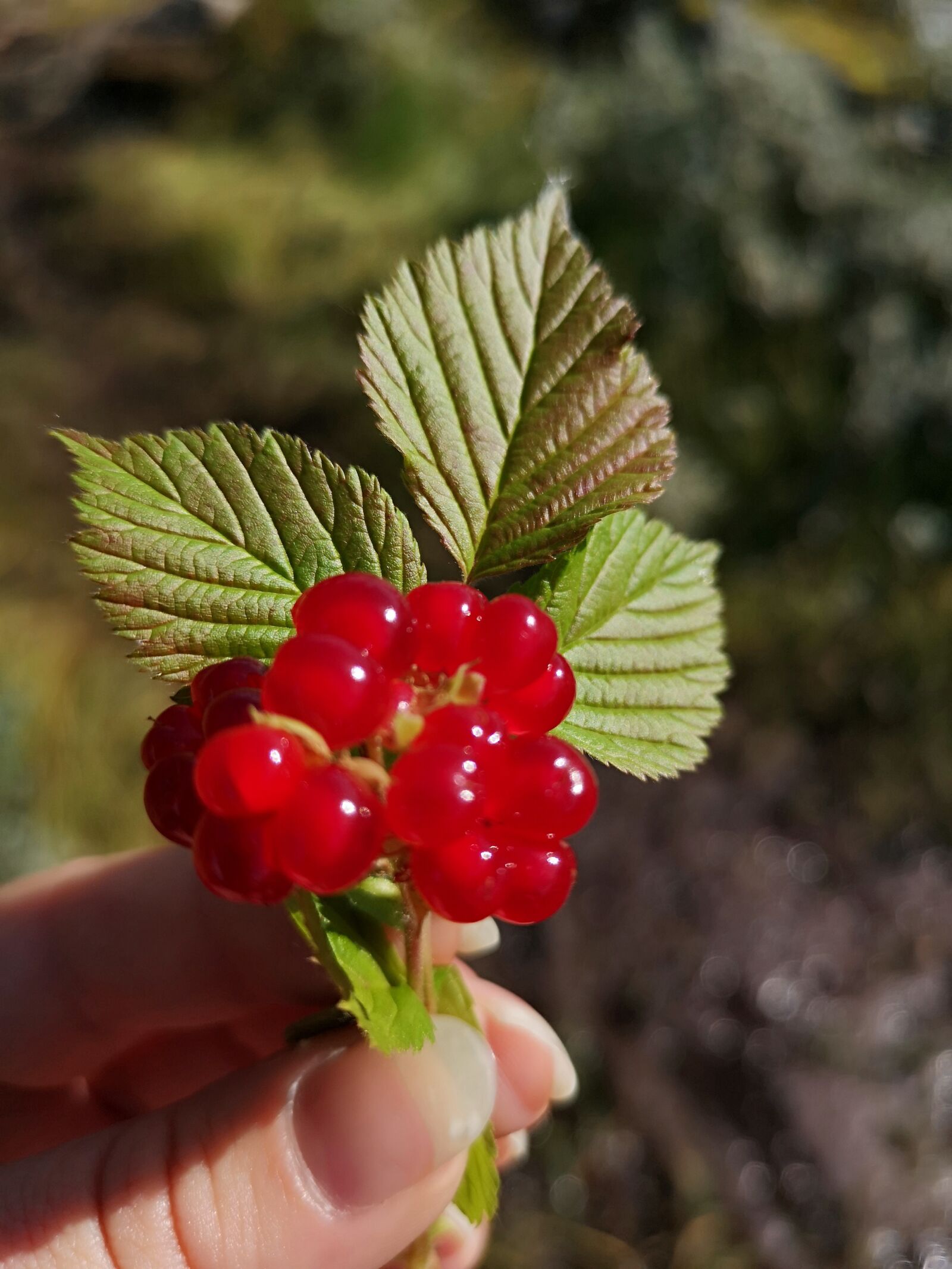 HUAWEI CLT-L29 sample photo. Jotunheimen, norway, the nature photography