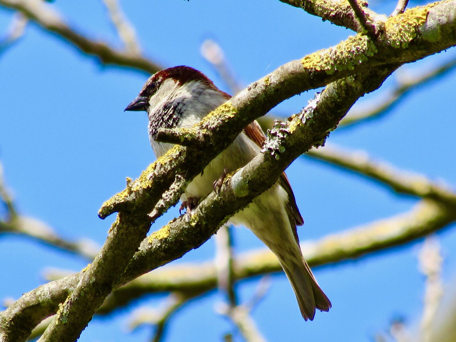 Canon PowerShot SX510 HS sample photo. Bird, nature, minho photography