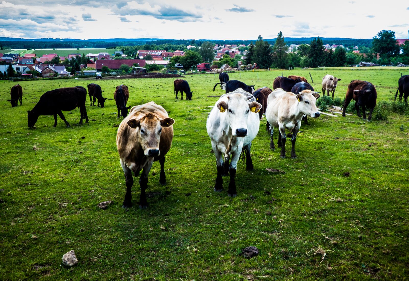 Panasonic DMC-FZ72 sample photo. Cow, farm, animals photography