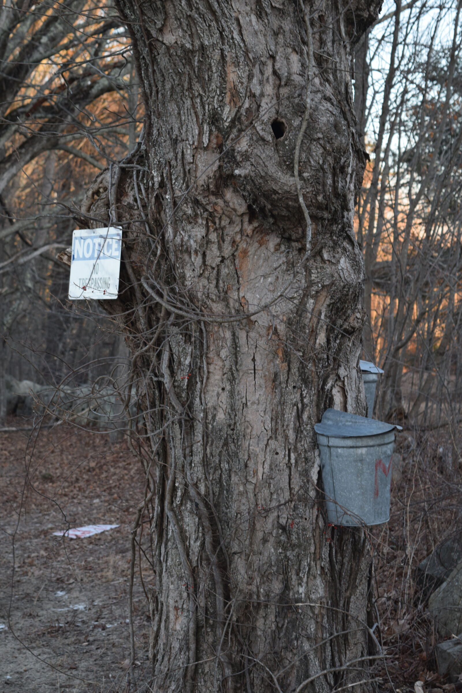 Nikon D3300 sample photo. Maple, sap, collecting photography