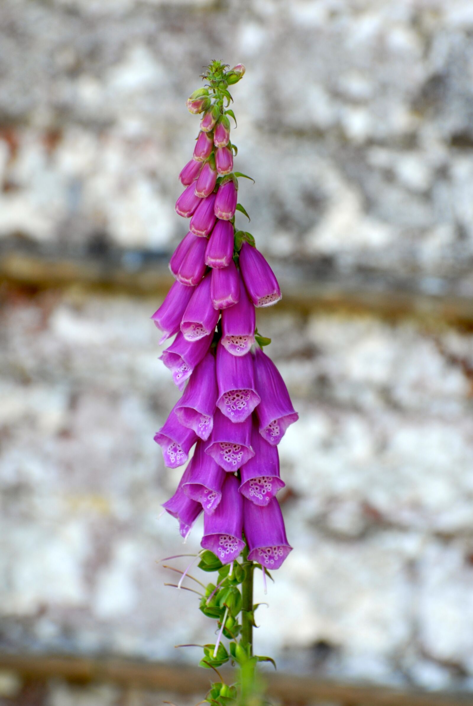 Nikon D200 sample photo. Foxglove, flower, fox photography