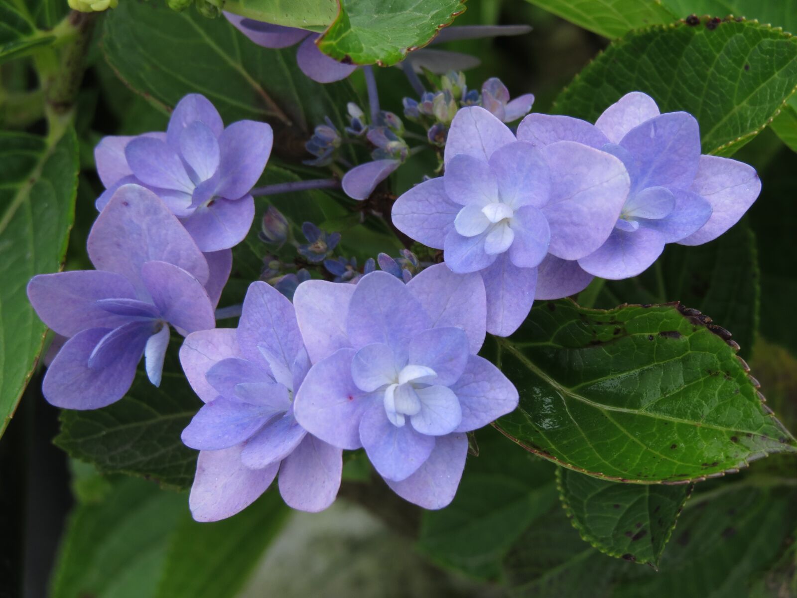 Canon PowerShot SX50 HS sample photo. Flowers, blue, nature photography