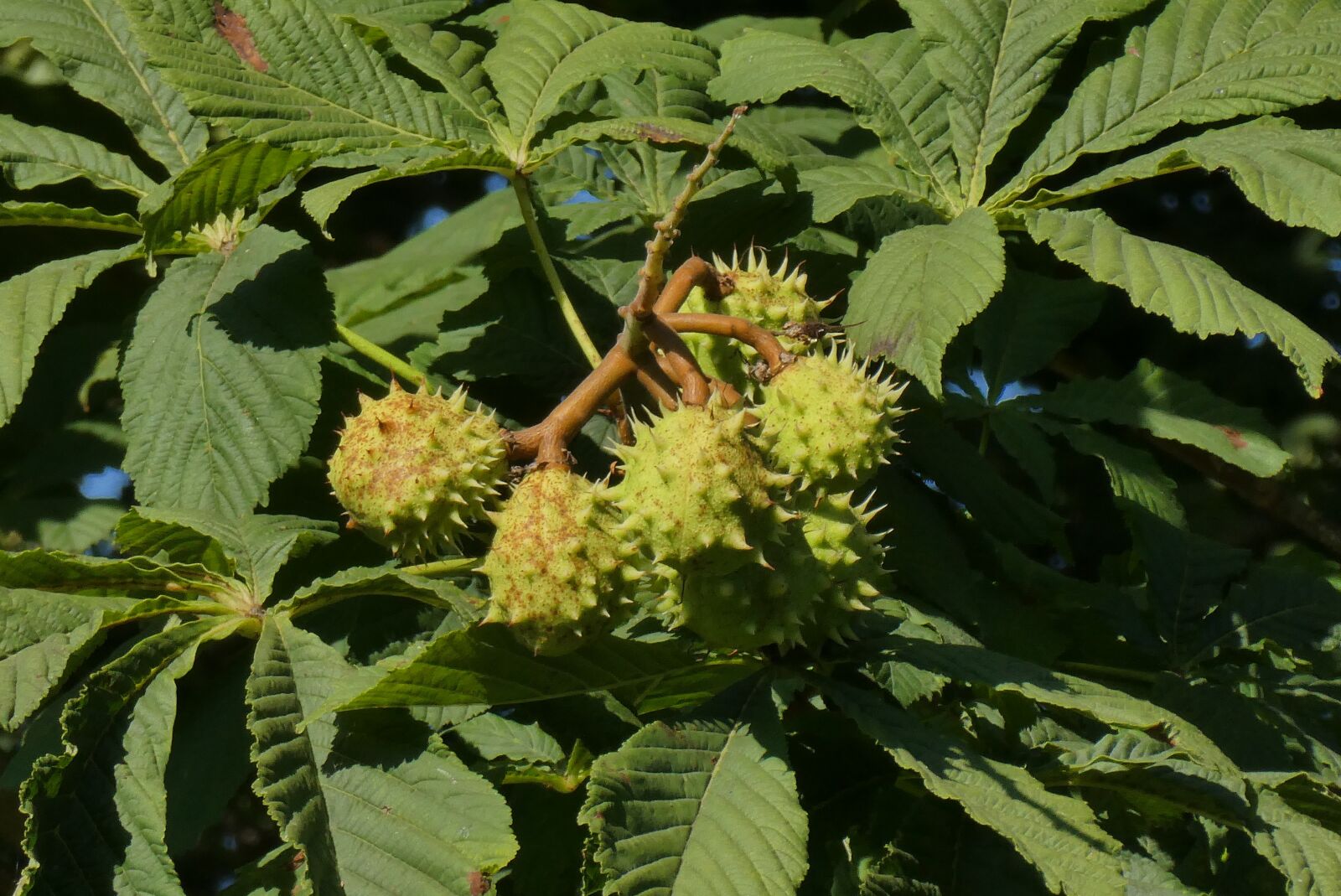 Panasonic Lumix DC-ZS70 (Lumix DC-TZ90) sample photo. Chestnut tree, bolster, unripe photography