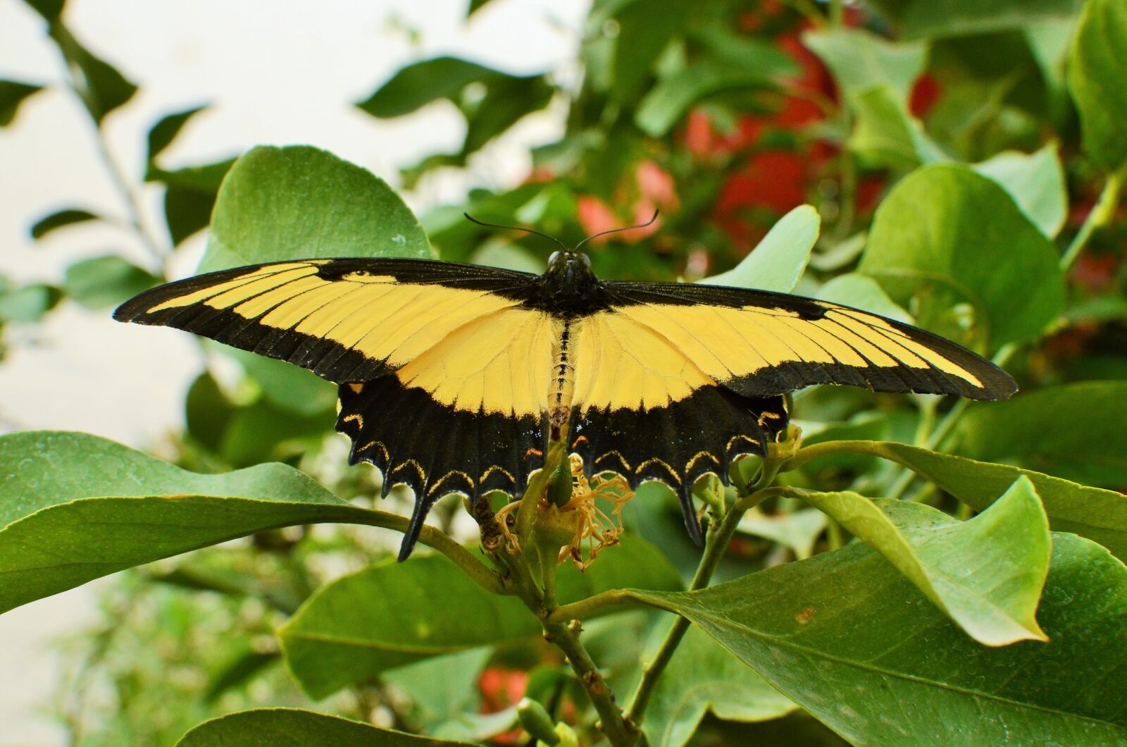 Nikon D5100 sample photo. Butterfly, light, nature photography