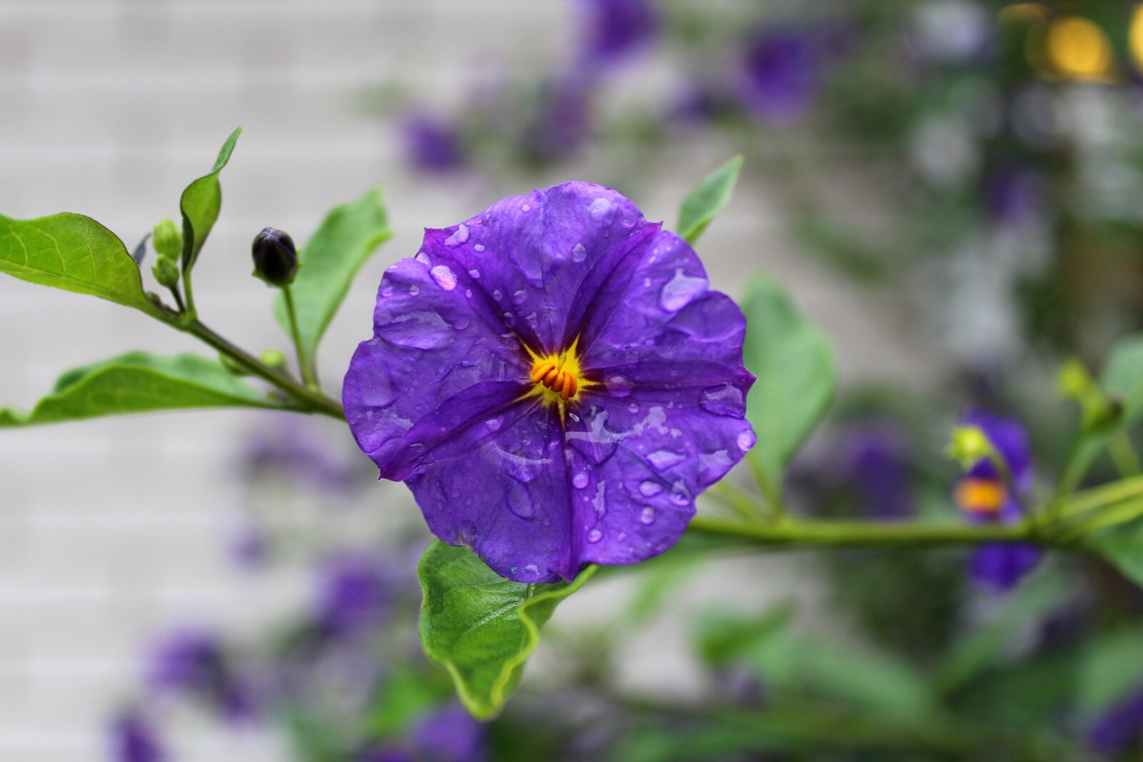 Canon EOS 1300D (EOS Rebel T6 / EOS Kiss X80) sample photo. Paraguay-nightshade, blue kartoffelblomst, purple photography