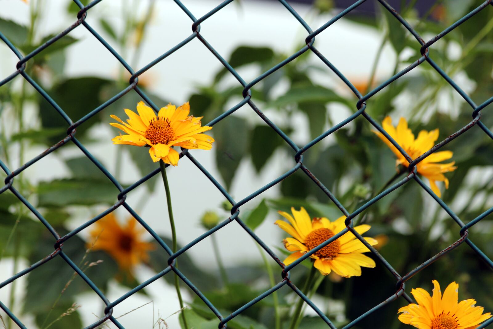 Canon EOS 650D (EOS Rebel T4i / EOS Kiss X6i) sample photo. Flowers, nature, plant photography