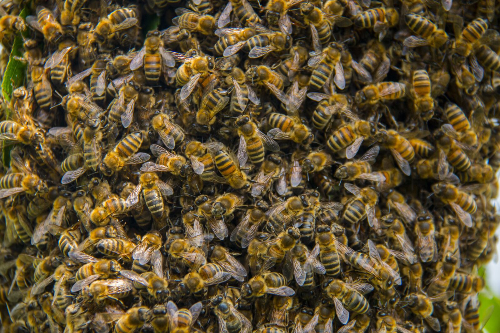 Canon EF-S 18-200mm F3.5-5.6 IS sample photo. Bees, hive, honey bees photography
