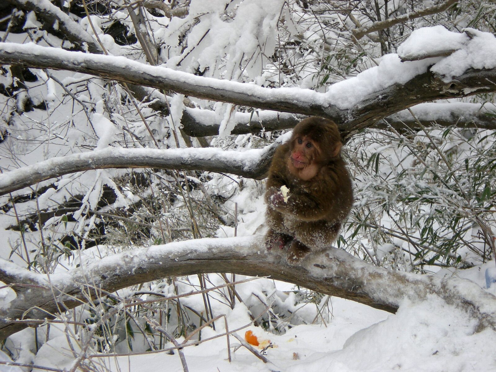 Nikon COOLPIX S200 sample photo. Monkey, snow, winter photography