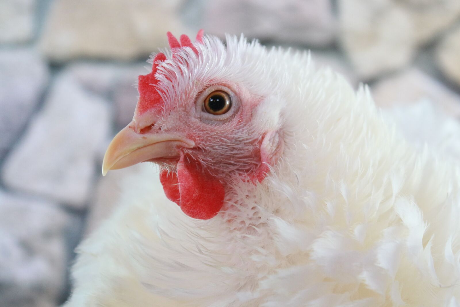 Canon EF-S 18-55mm F3.5-5.6 IS sample photo. Chicken, bird, hen photography
