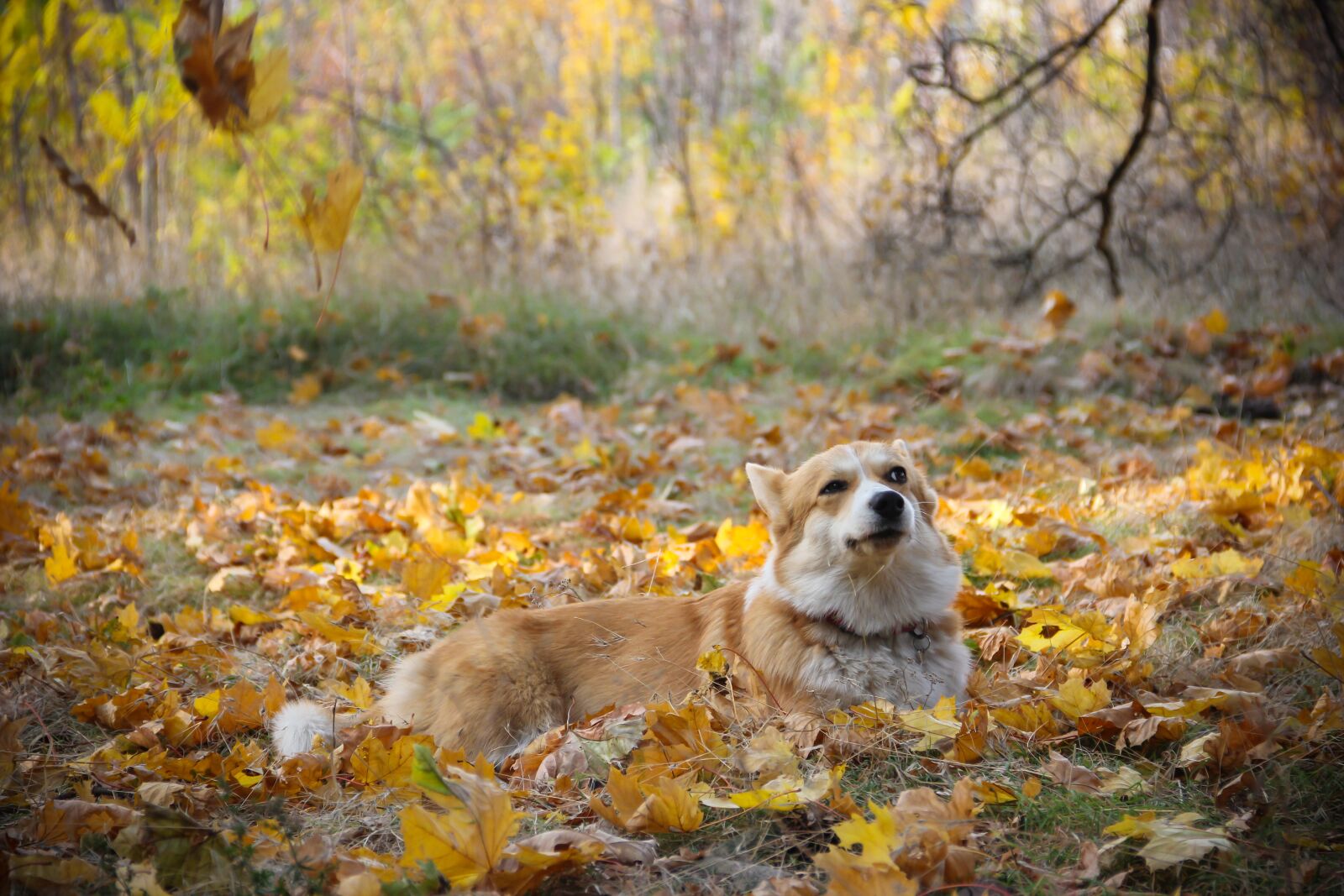 Canon EOS 550D (EOS Rebel T2i / EOS Kiss X4) sample photo. Corgi, sly, snout photography