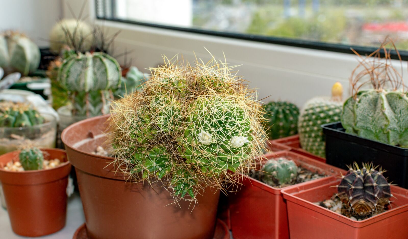 Nikon D3200 sample photo. Cactus, mammillaria, succulent photography