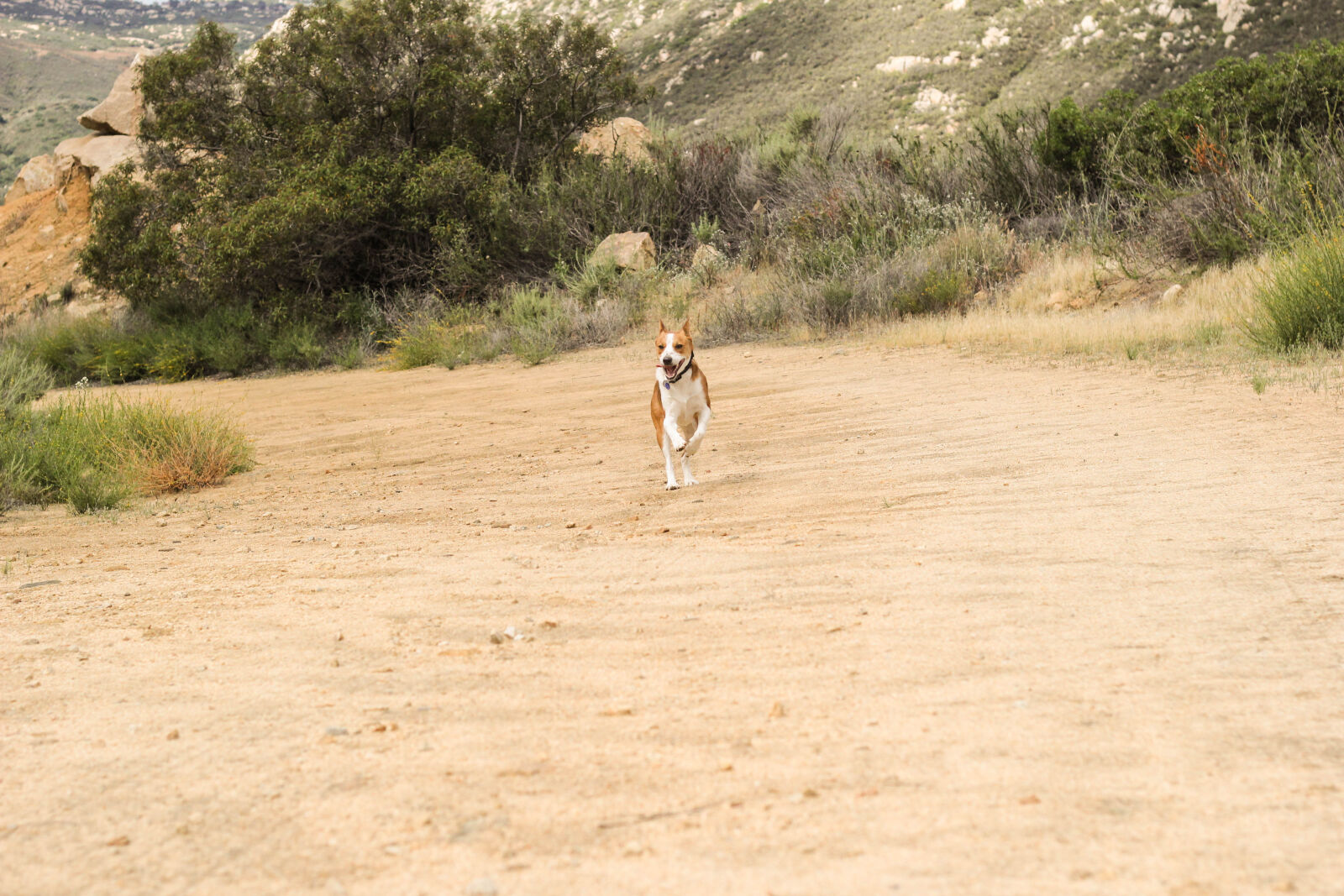 Canon EOS 60D + Canon EF 50mm F1.8 II sample photo. Basenji, cattle, dog, cute photography