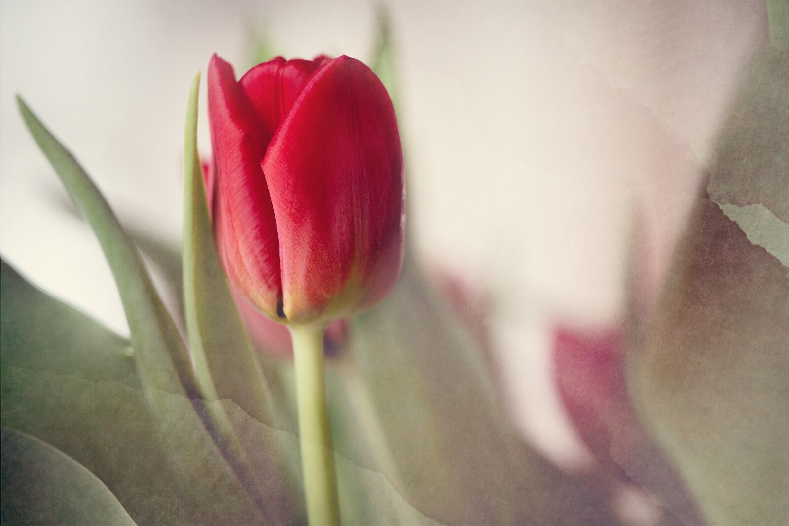 Nikon D750 sample photo. Tulip, red, flower photography
