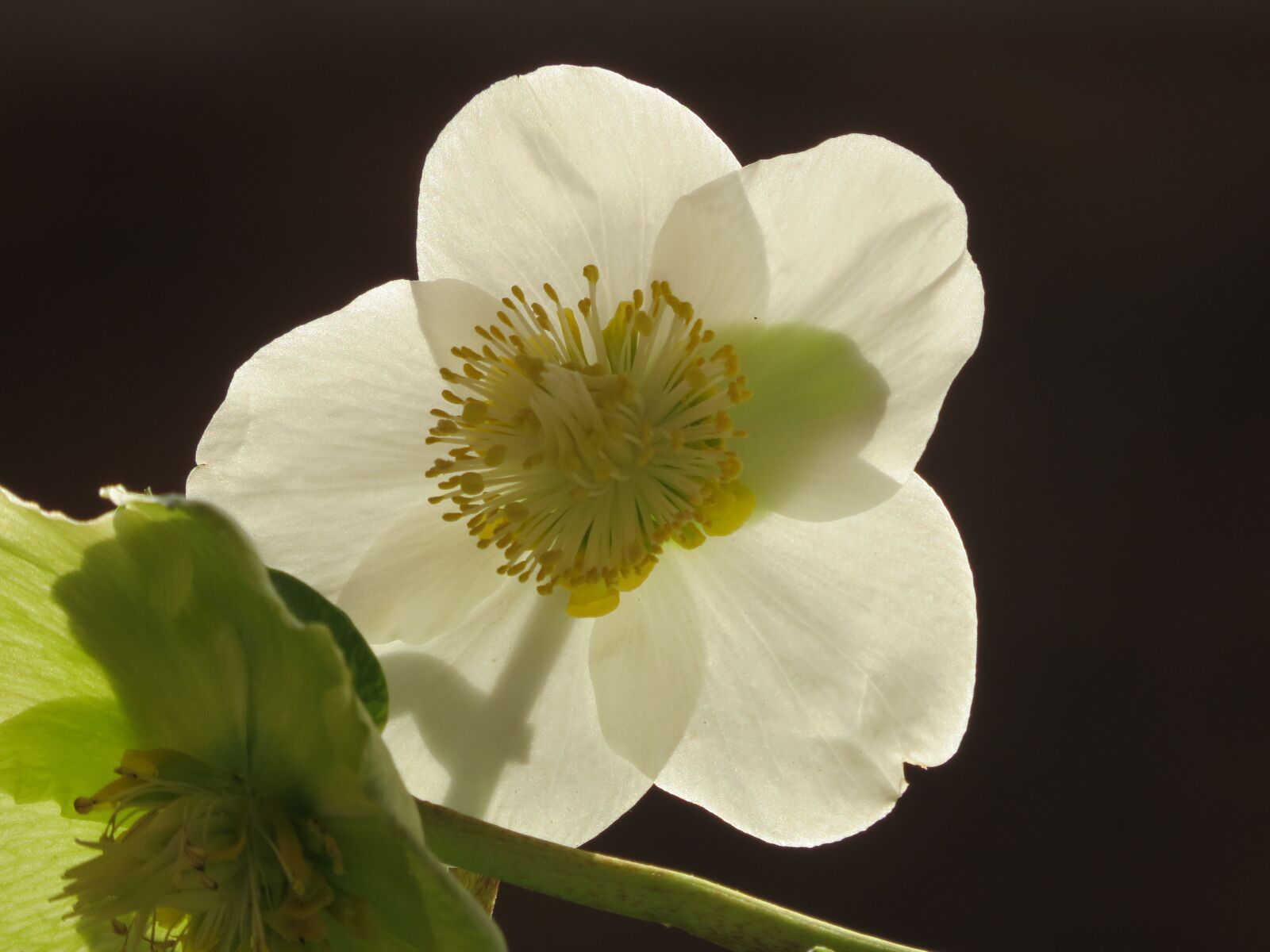Canon PowerShot SX50 HS sample photo. Flower, plant, christmas rose photography