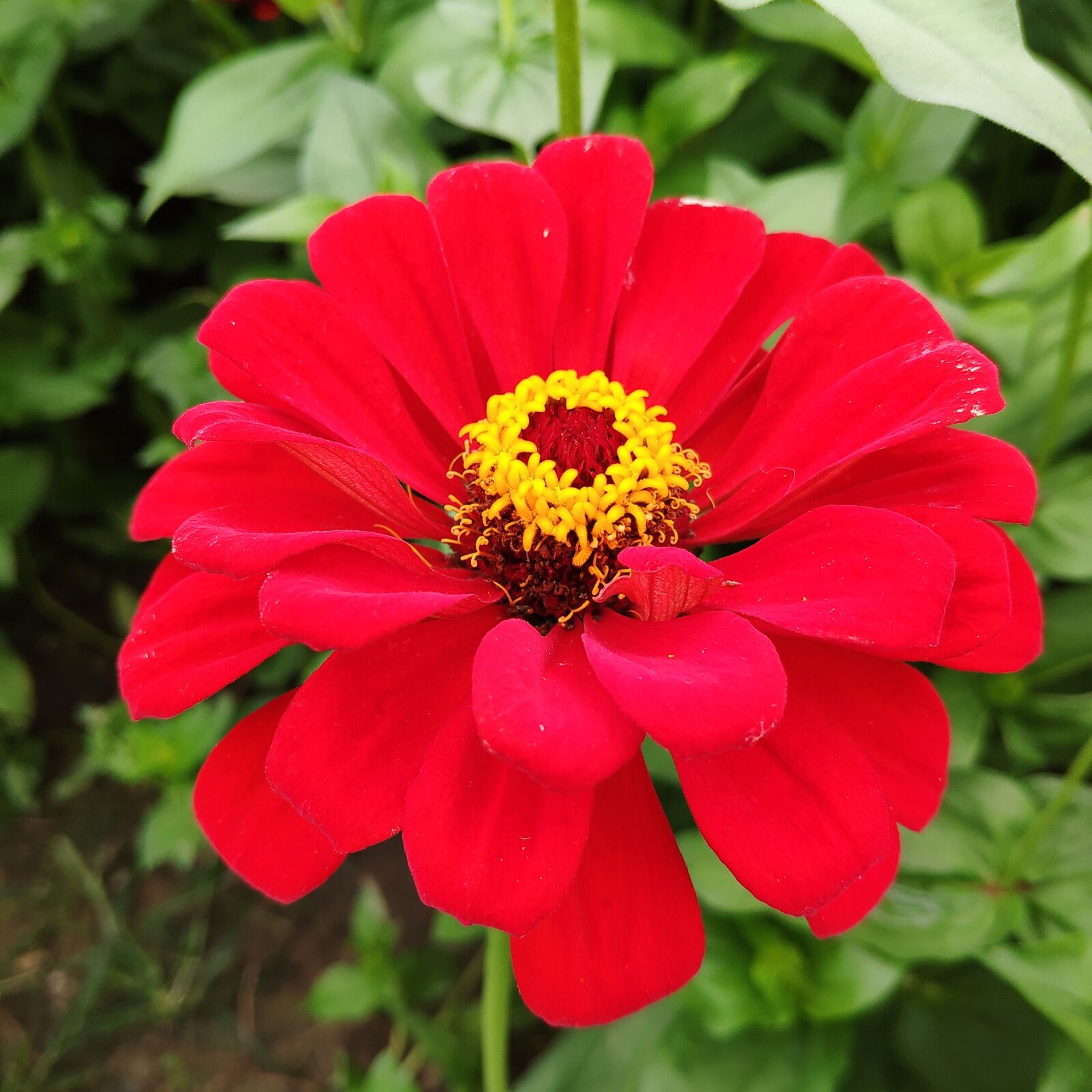Xiaomi MI 8 sample photo. Red zinnia chrysanthemum, zinnia photography