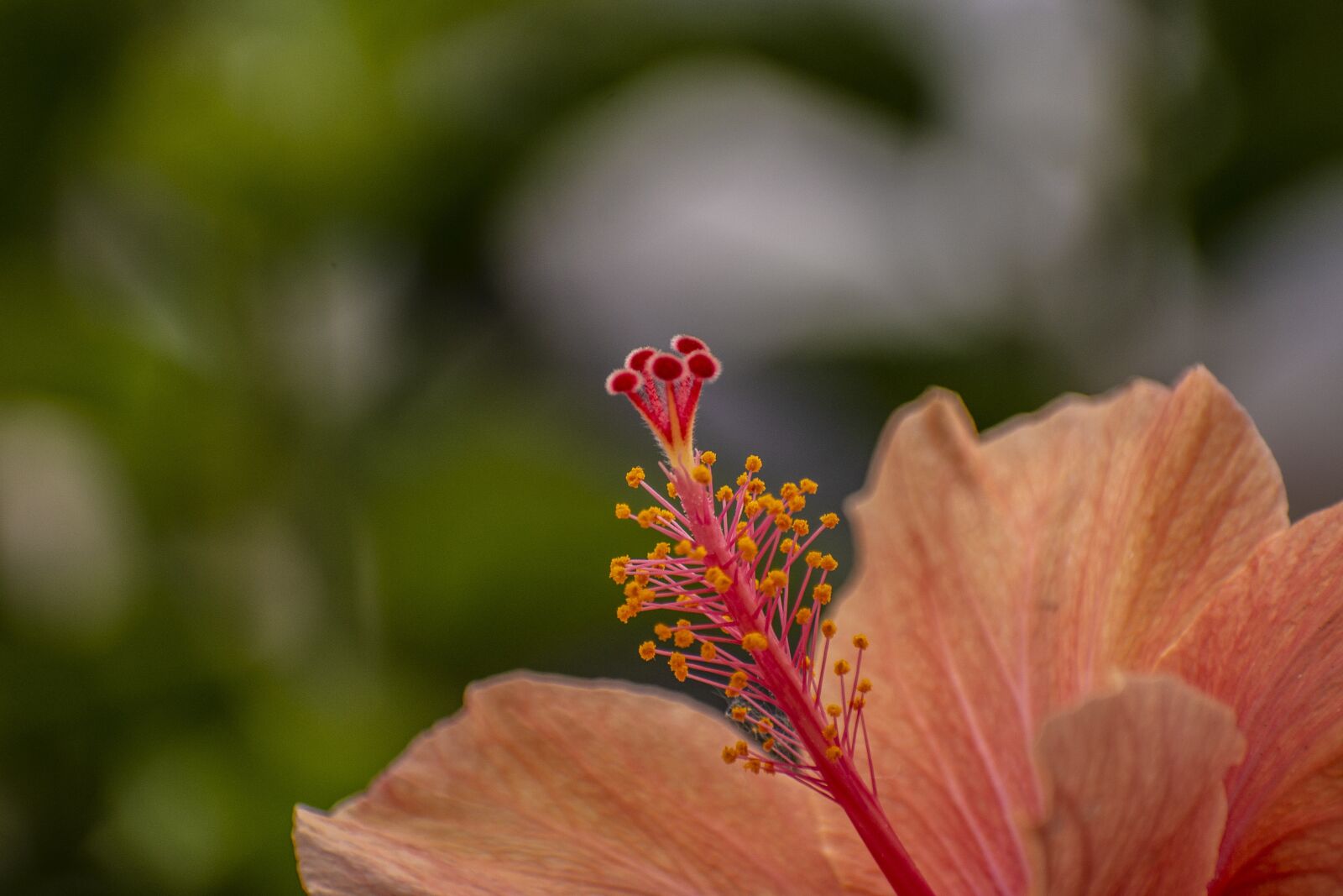 Nikon D600 sample photo. Flower, nature, plant photography