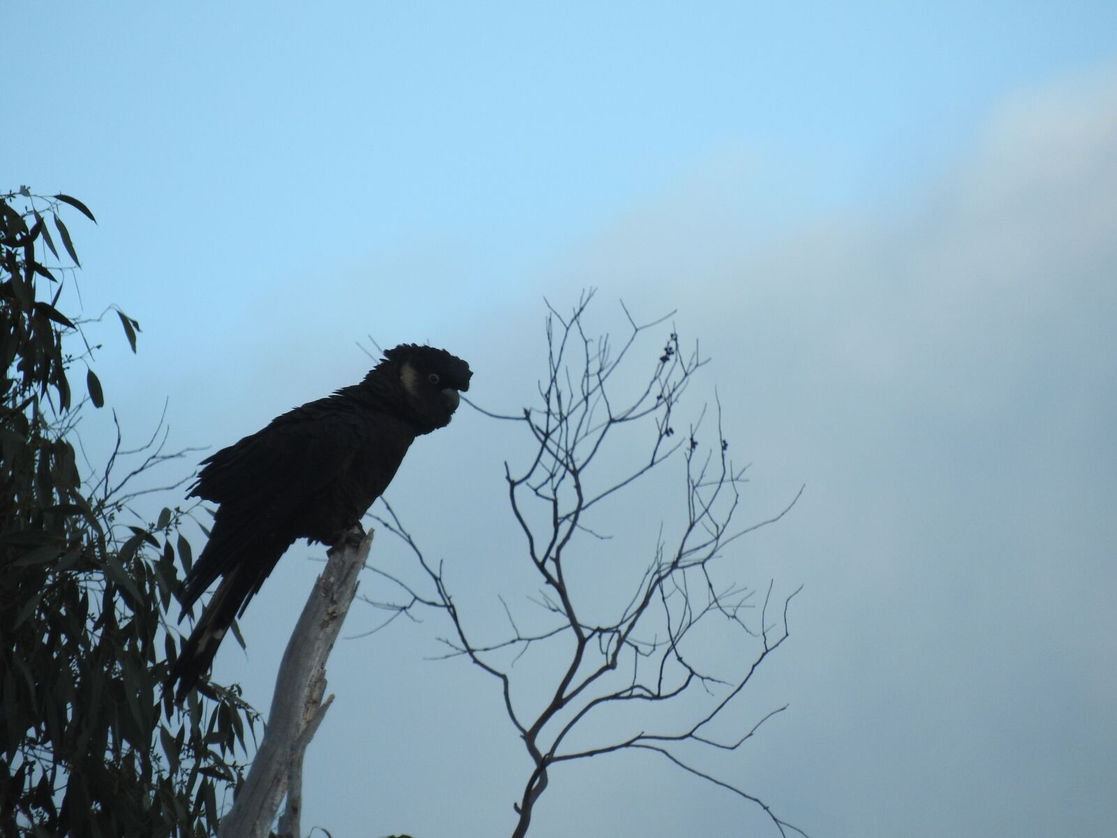 Nikon Coolpix P610 sample photo. Bird, parrot, nature photography