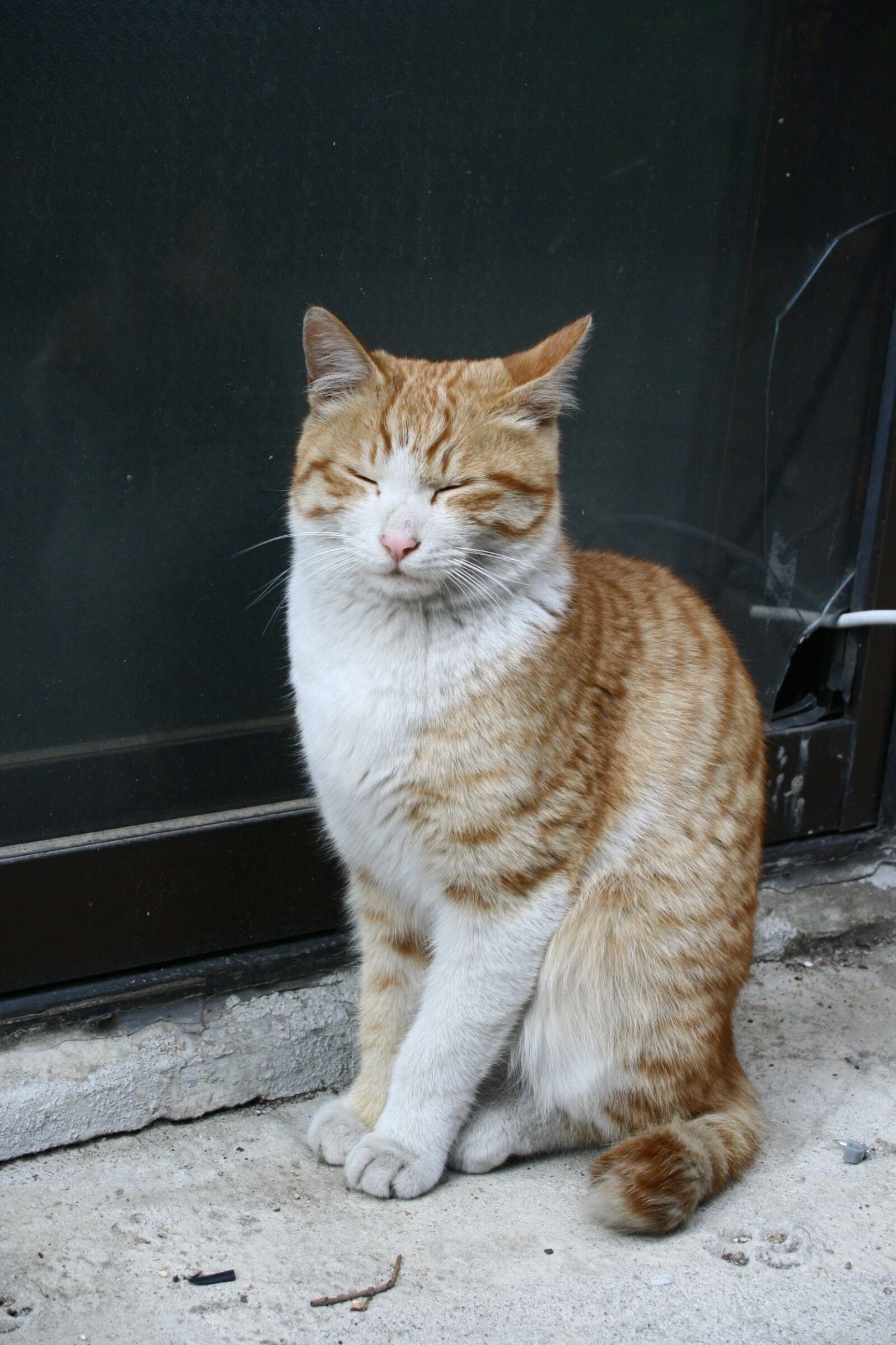 Canon EOS 350D (EOS Digital Rebel XT / EOS Kiss Digital N) sample photo. Street cat, weariness, street photography