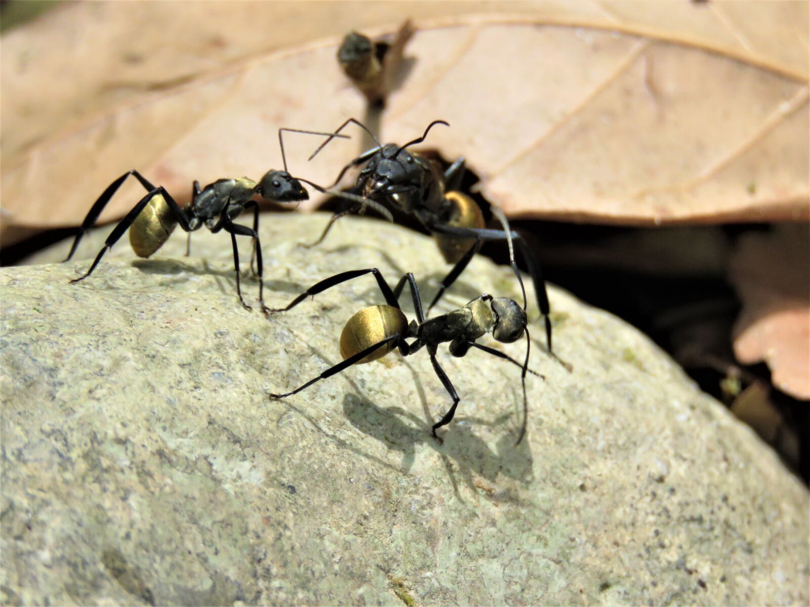 Canon PowerShot SX60 HS sample photo. Golden tailed spiny ant photography