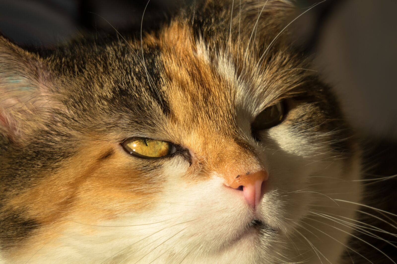 Canon PowerShot G3 X sample photo. Cat, cat's eyes, look photography