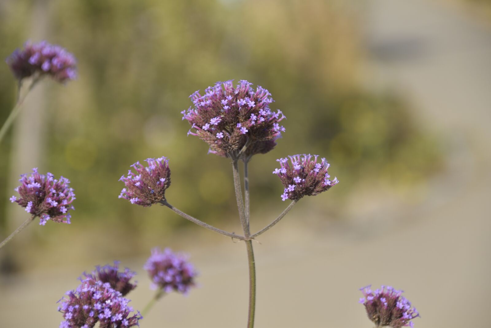 Nikon D5600 sample photo. Flower, wild flowers, flower photography