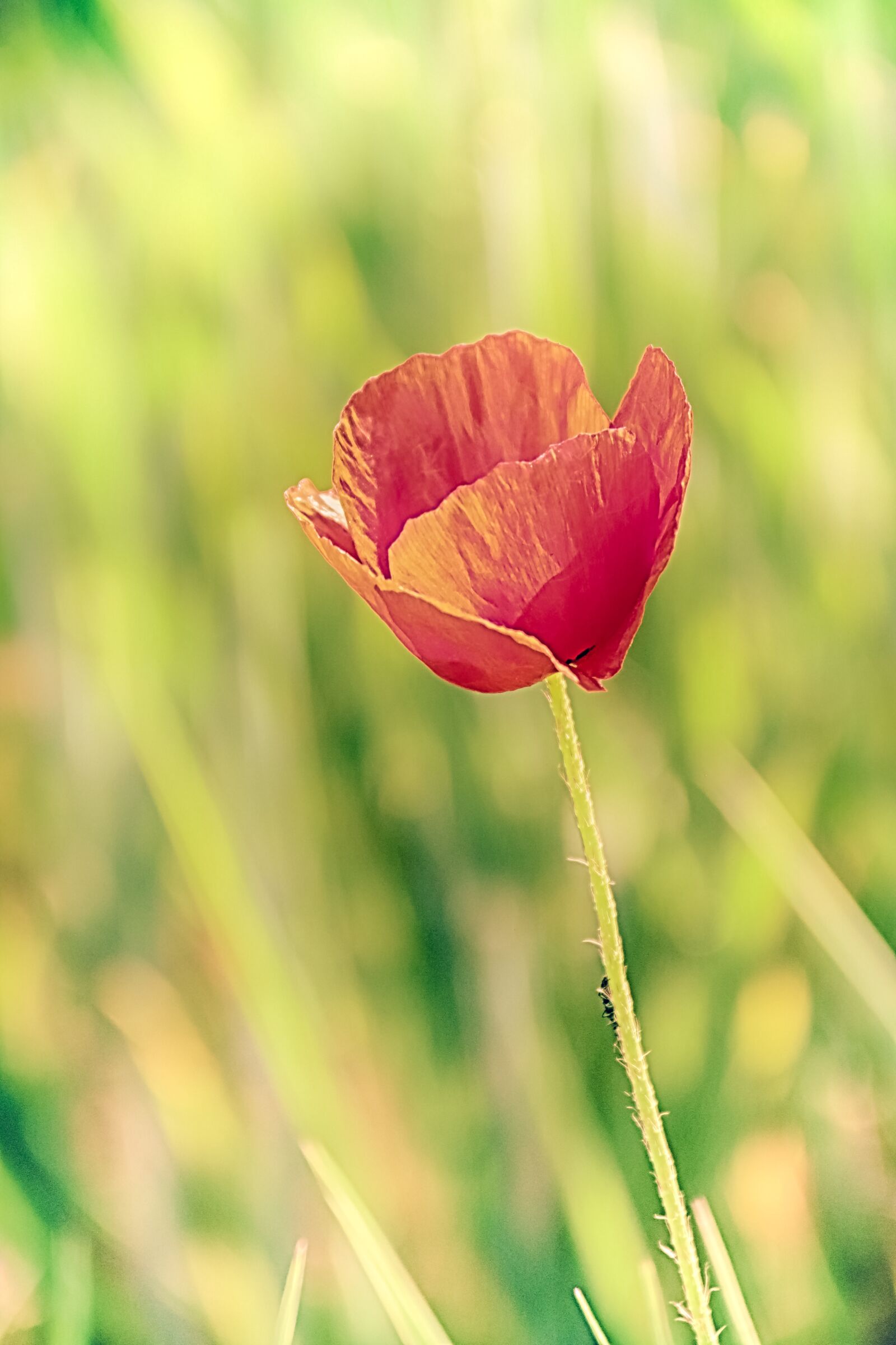 Canon EOS 70D + Canon EF-S 18-200mm F3.5-5.6 IS sample photo. Poppy, flower, only photography