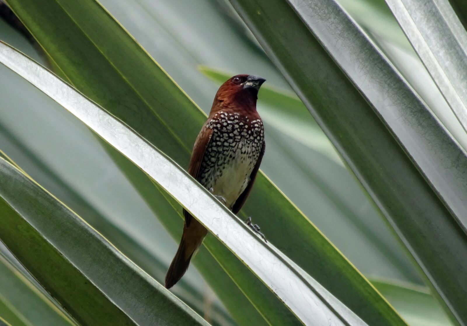 Sony Cyber-shot DSC-HX90V sample photo. Spotted munia, bird, scaly-breasted photography