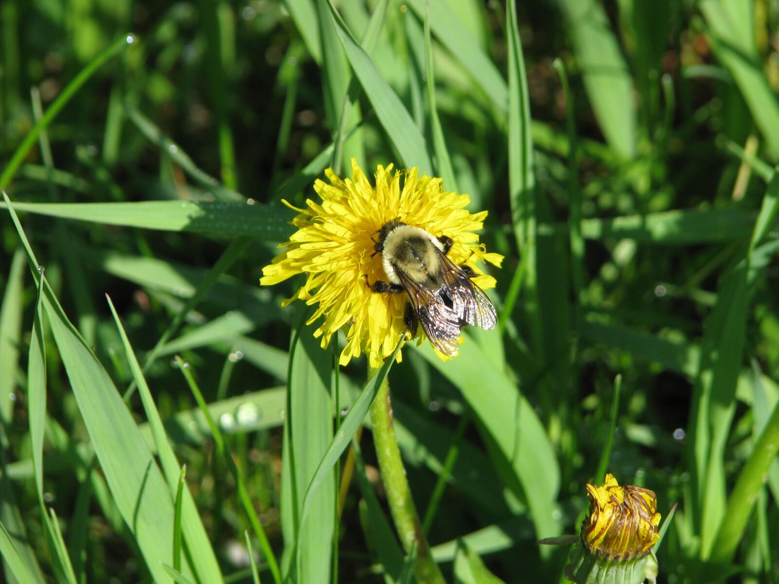 Canon POWERSHOT S5 IS sample photo. Rusty patched bumblebee, bombus photography