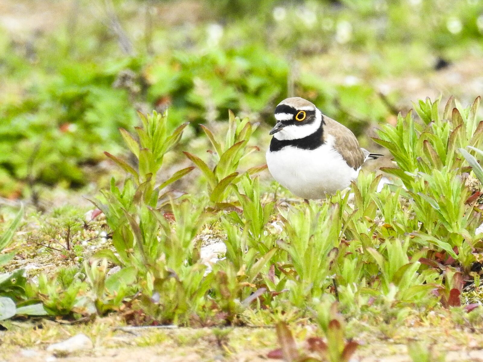 Nikon Coolpix P900 sample photo. Little ringed plover, bird photography