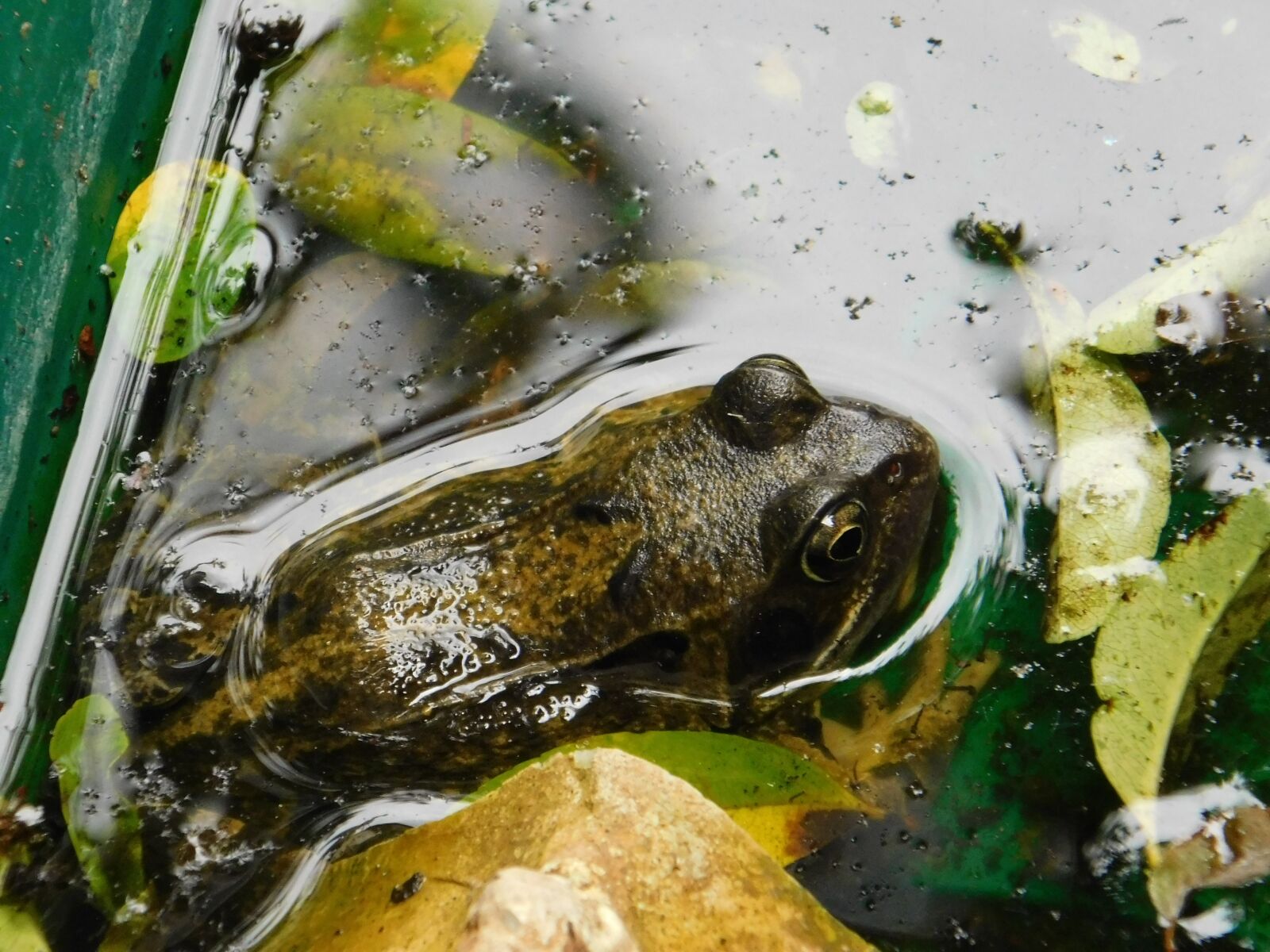 Nikon Coolpix B500 sample photo. Frog, water, pond photography
