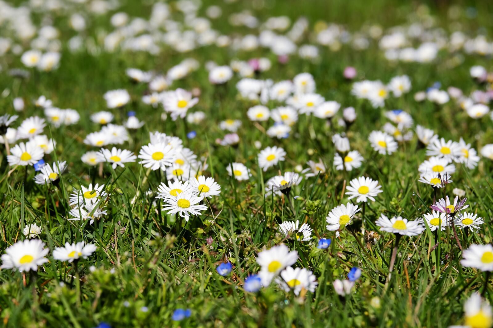 Fujifilm XF 55-200mm F3.5-4.8 R LM OIS sample photo. Daisy, bellis, tausendschön photography