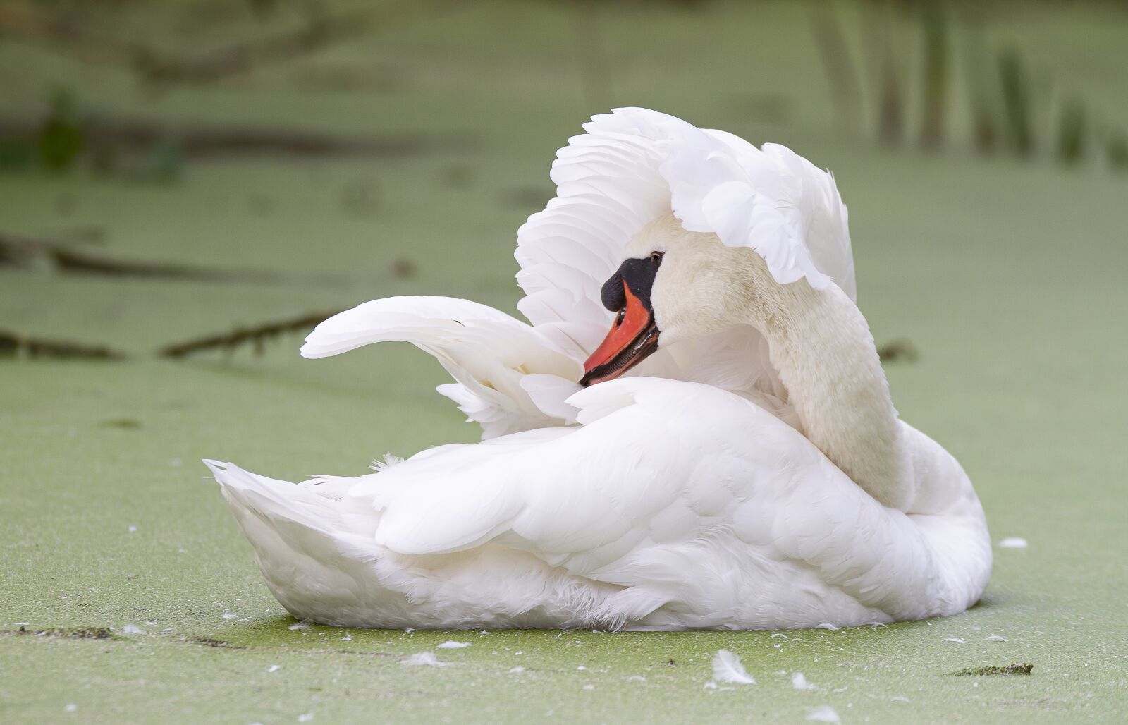 Canon EOS 7D sample photo. Mute swan, bird, swan photography