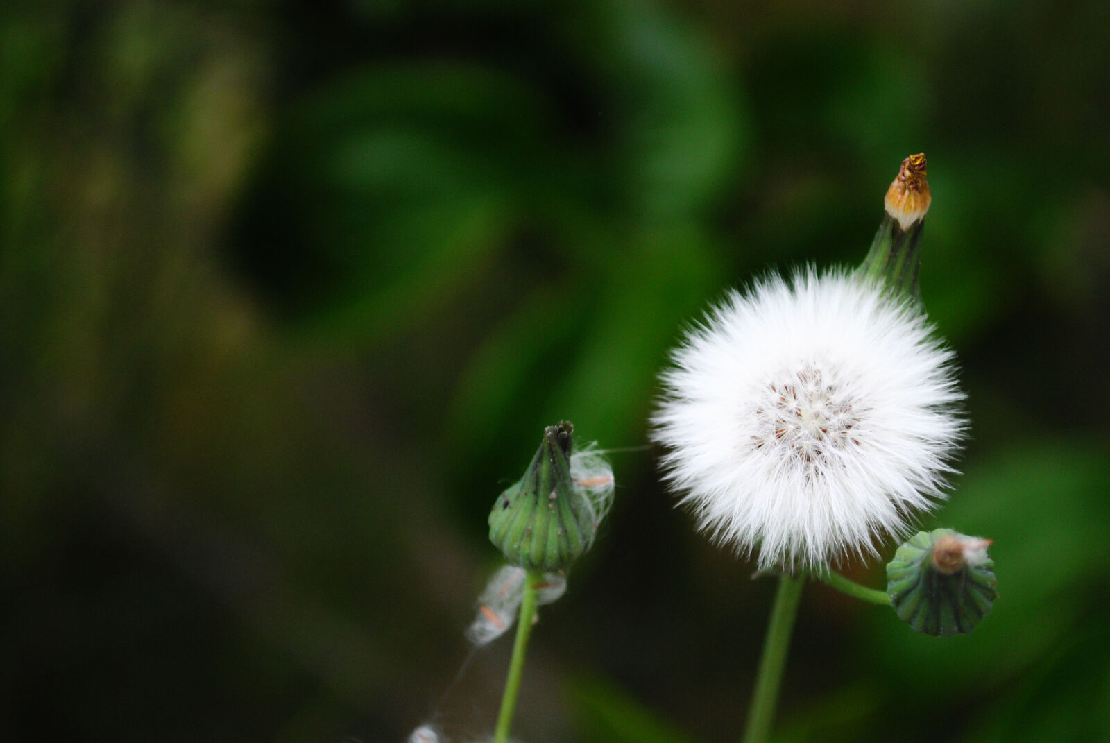 Nikon D3000 sample photo. Beautiful, beautiful, flowers, flower photography