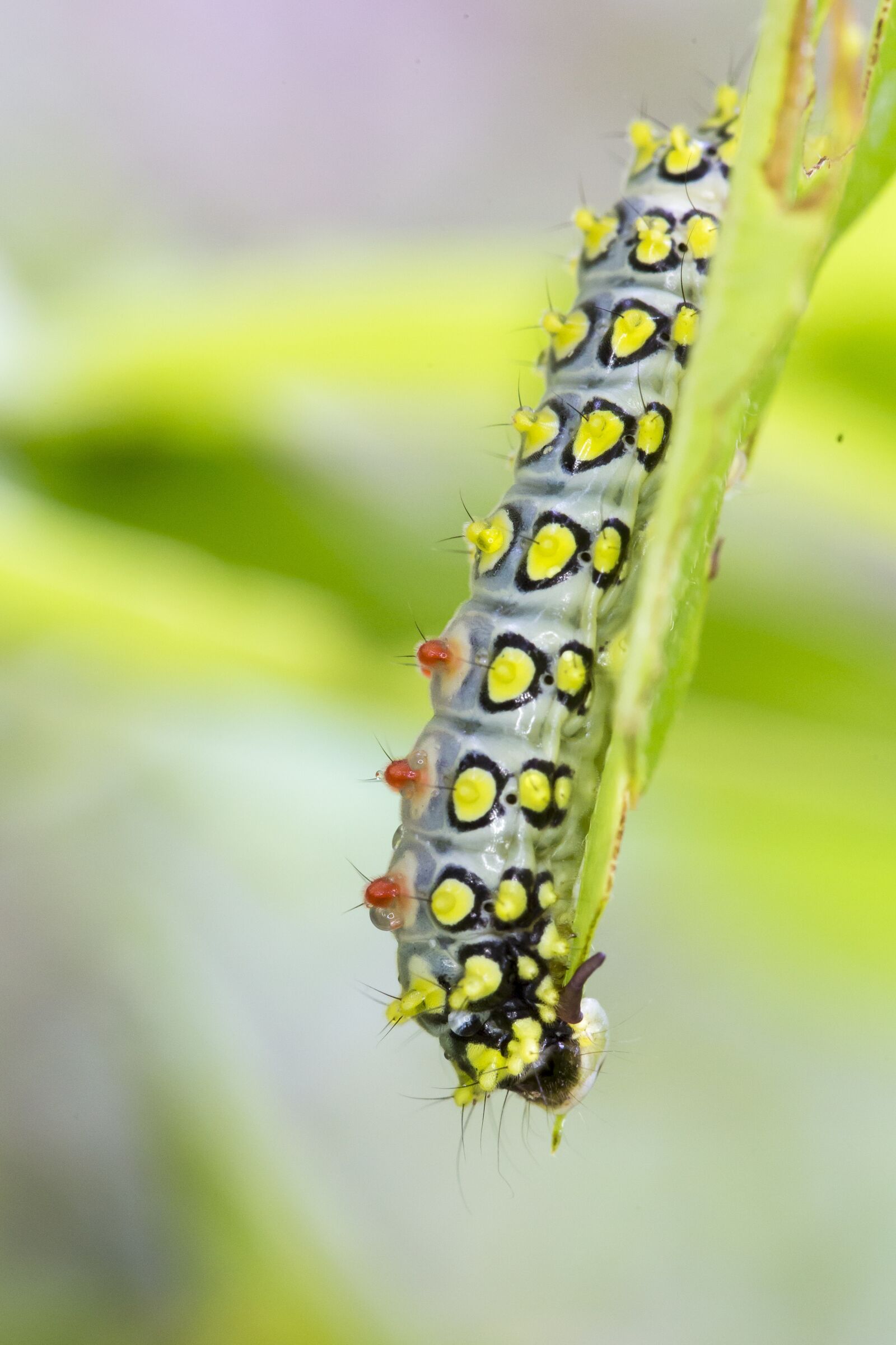 Canon EOS 6D + Canon EF 100mm F2.8 Macro USM sample photo. Deep, color, vietnam photography