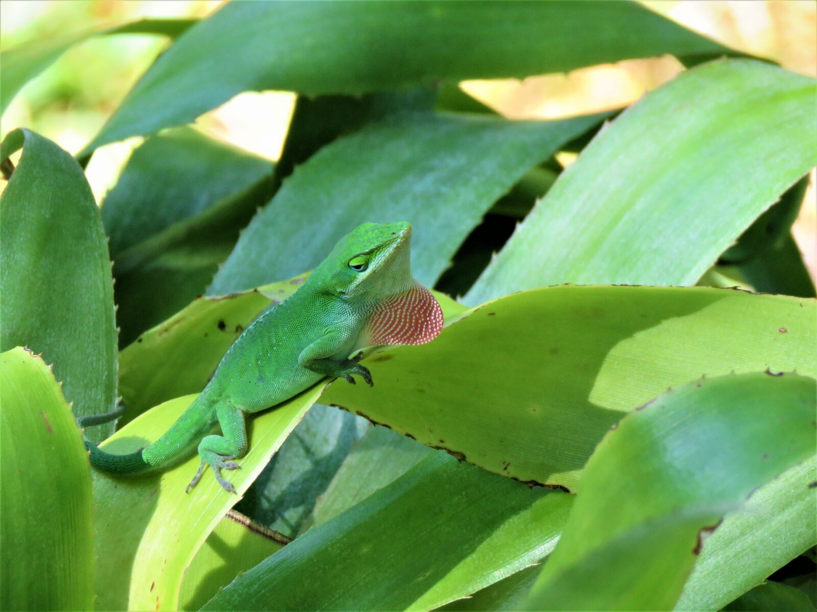 Canon PowerShot SX60 HS sample photo. Reptile, lizard, red throat photography