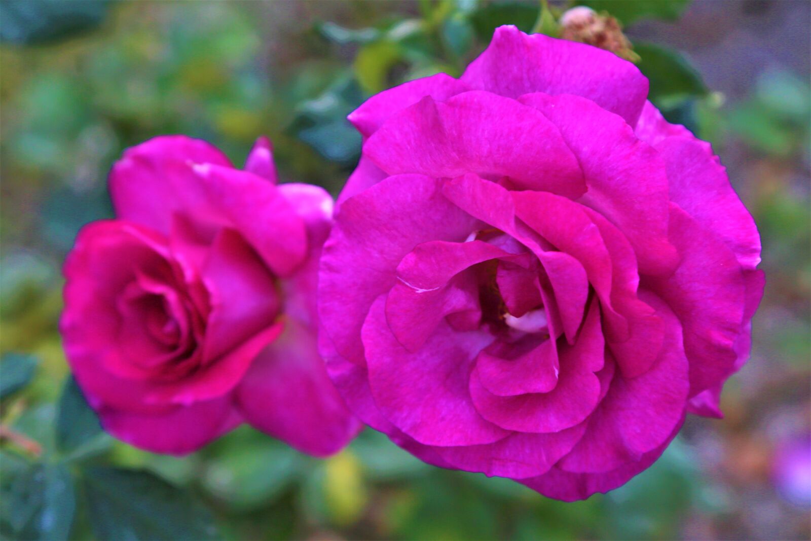 Canon EF 24-105mm F4L IS USM sample photo. Rose, pink, nature photography