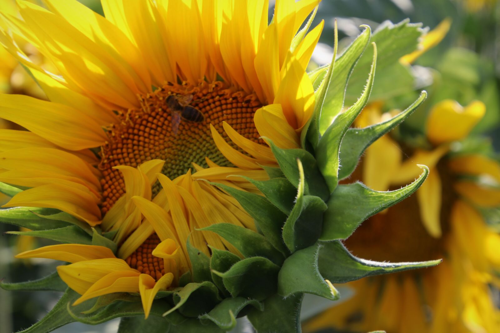 Canon EOS 80D sample photo. Petals, yellow, sunflower photography