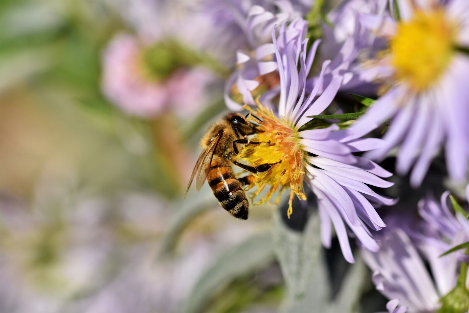 Nikon D7200 sample photo. Bee, honey bee, insect photography