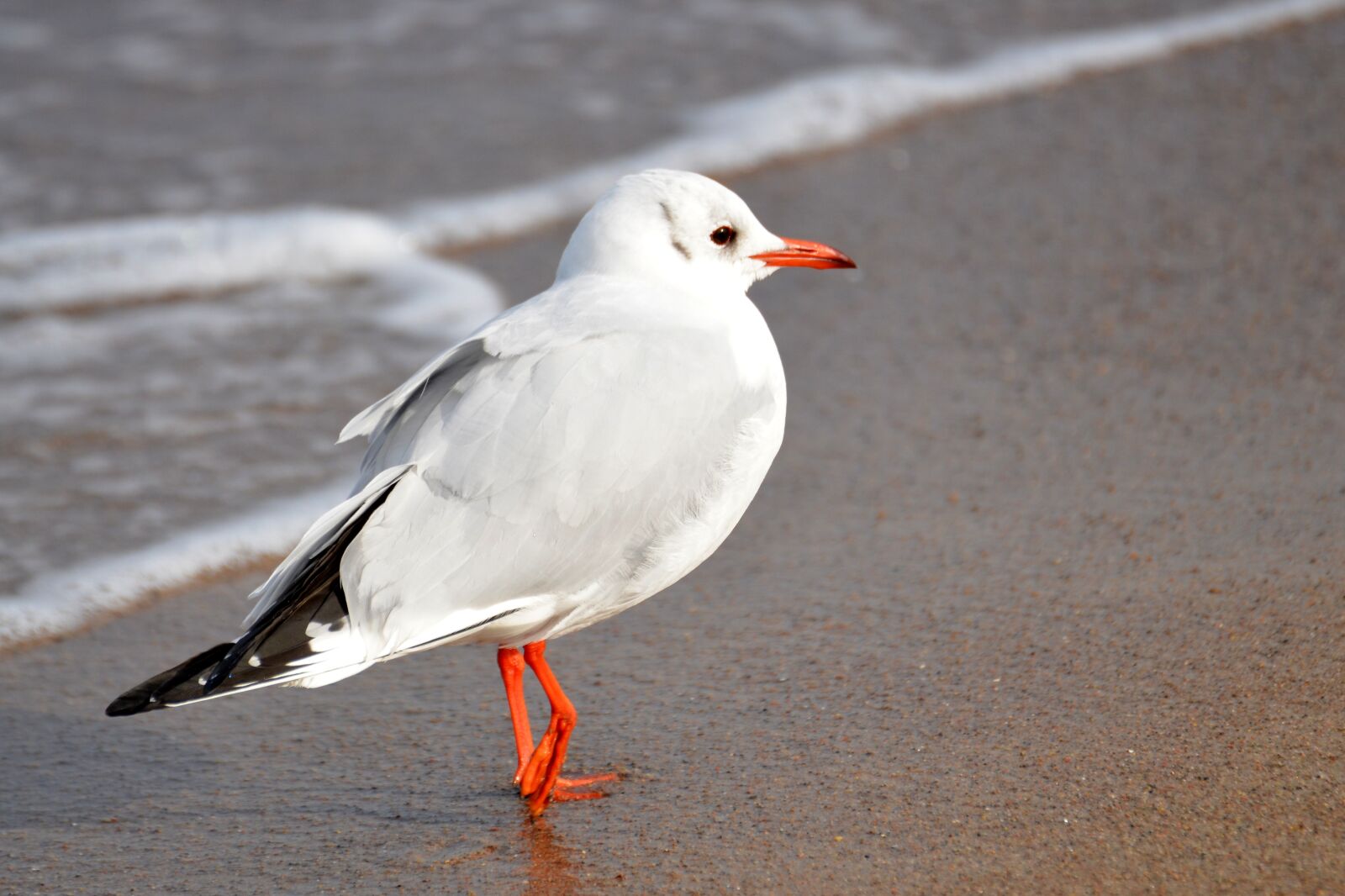 Nikon D5100 sample photo. Seagull, beach, baltic sea photography