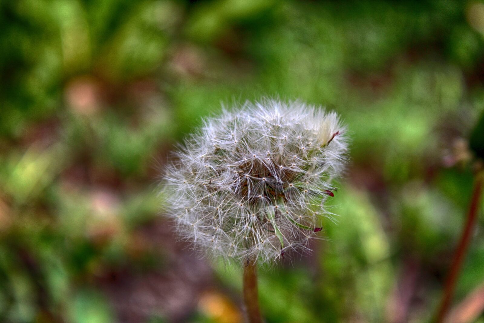 Canon EF-S 18-55mm F3.5-5.6 IS II sample photo. Nature, plant, spring photography