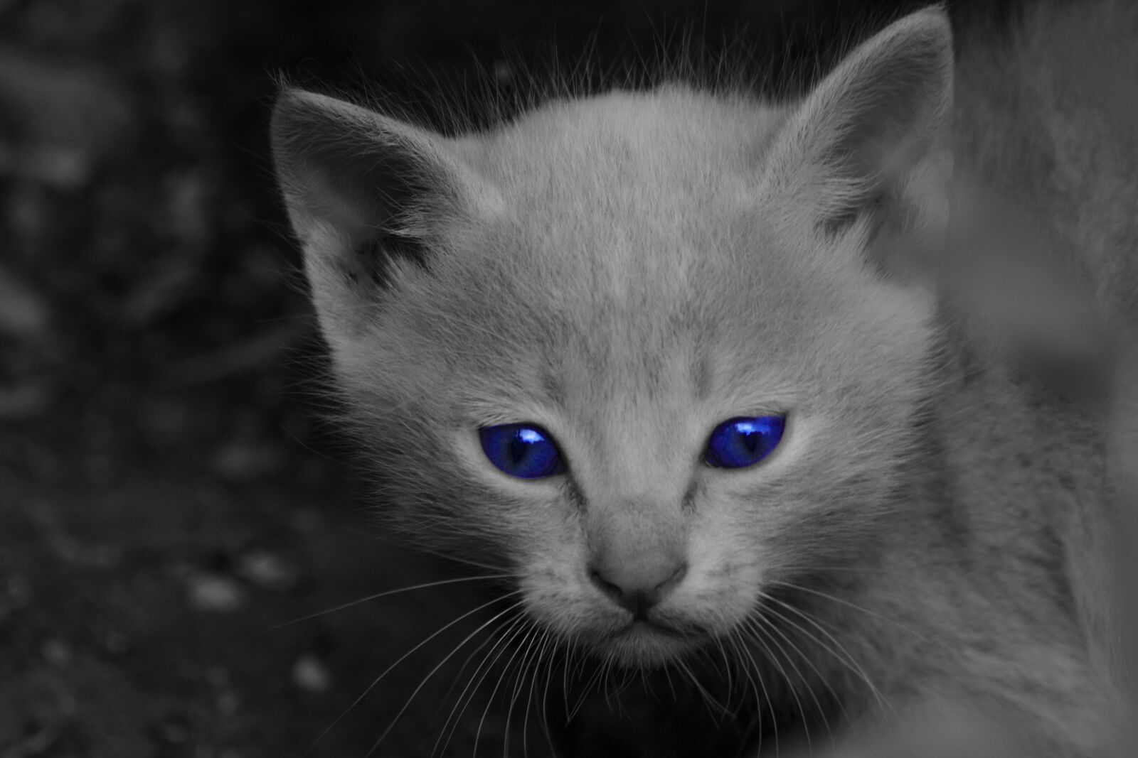Nikon D5200 sample photo. Cat, jordan, irbid photography