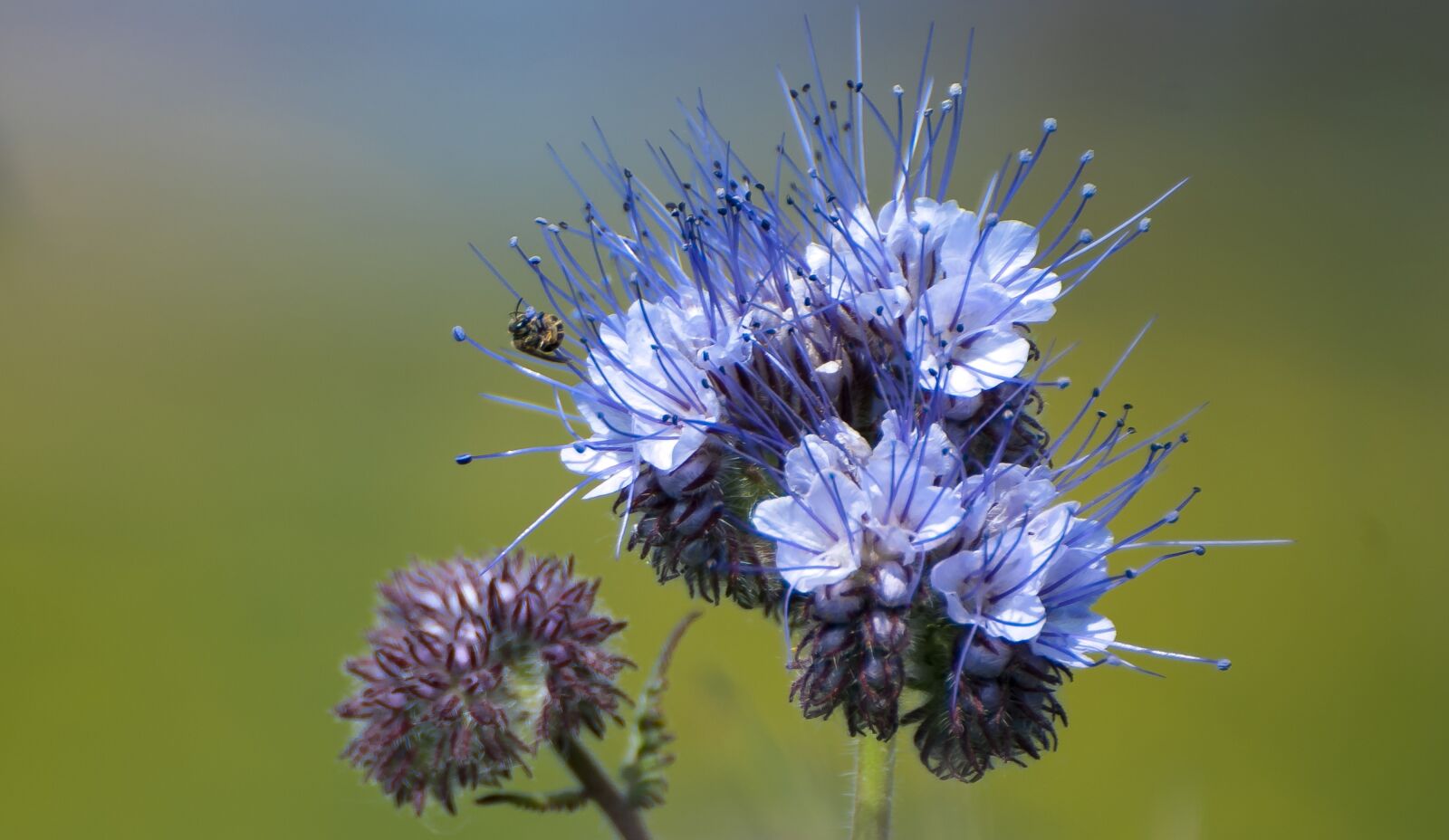 Nikon D80 sample photo. Flower, blossom, close up photography